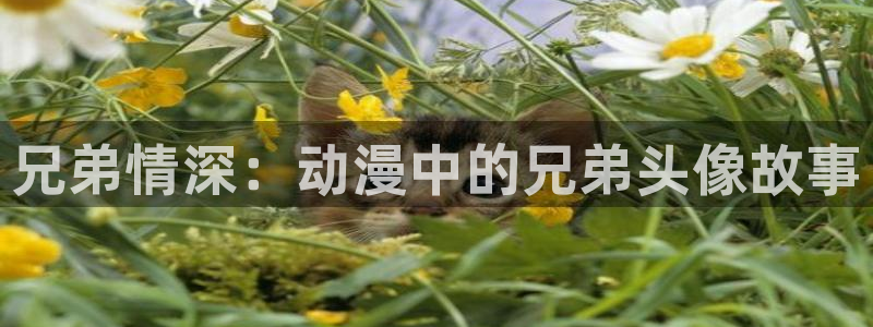 囧次元下载正版官网：兄弟情深：动漫中的兄弟头像故事