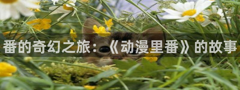 囧次元网页官网：番的奇幻之旅：《动漫里番》的故事