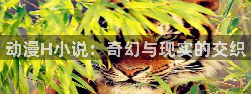 囧次元app官网下载：动漫H小说：奇幻与现实的交织