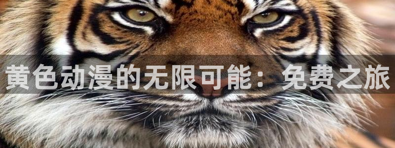 囧次元下载官网：黄色动漫的无限可能：免费之旅